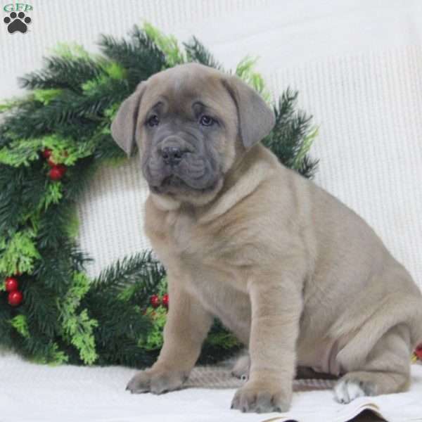 Reese, Cane Corso Puppy