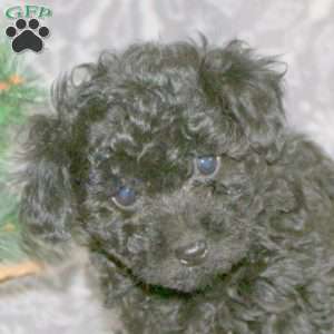 Reese, Mini Aussiedoodle Puppy