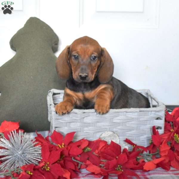 Reese, Dachshund Puppy