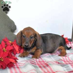 Reese, Dachshund Puppy