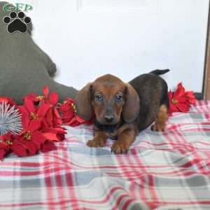 Reese, Dachshund Puppy