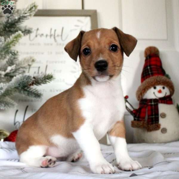 Reese, Jack Russell Terrier Puppy