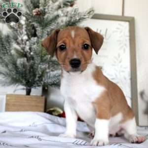 Reese, Jack Russell Terrier Puppy