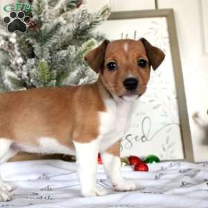 Reese, Jack Russell Terrier Puppy