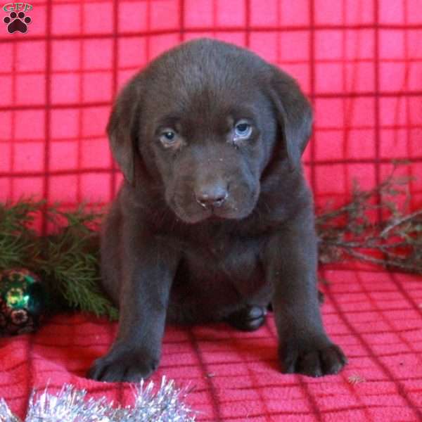 Reid, Chocolate Labrador Retriever Puppy