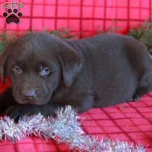 Reid, Chocolate Labrador Retriever Puppy