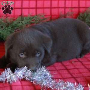 Reid, Chocolate Labrador Retriever Puppy