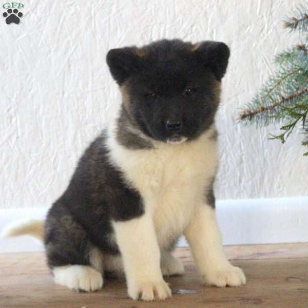 Remi, Akita Puppy