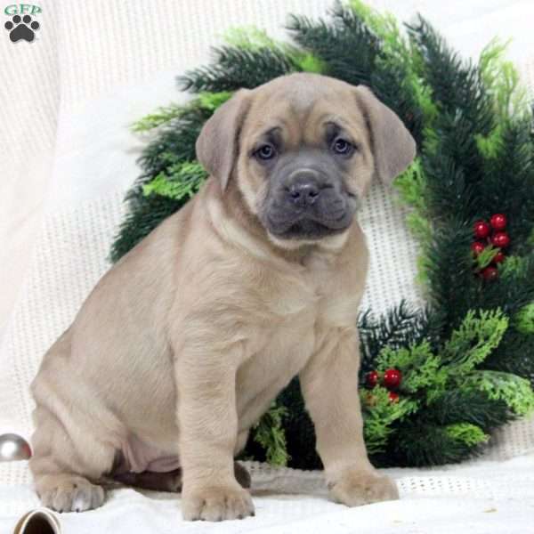 Remi, Cane Corso Puppy