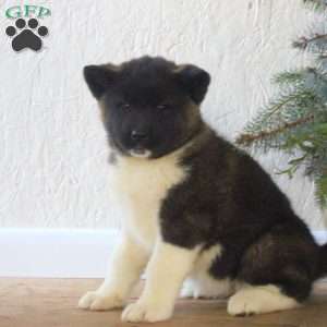 Remi, Akita Puppy