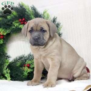 Remi, Cane Corso Puppy