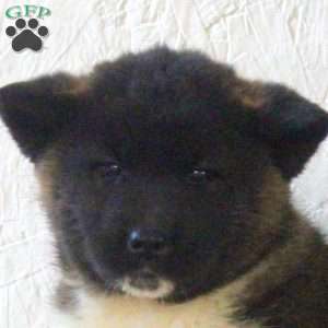 Remi, Akita Puppy