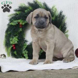 Remi, Cane Corso Puppy