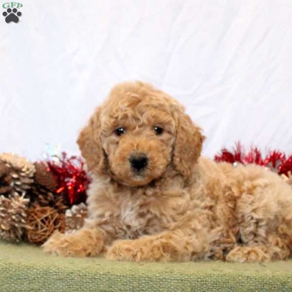 Renee, Mini Goldendoodle Puppy