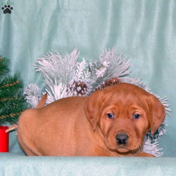 Rex, Fox Red Labrador Retriever Puppy