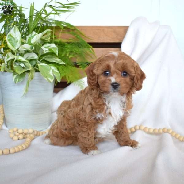 Rex, Cavapoo Puppy