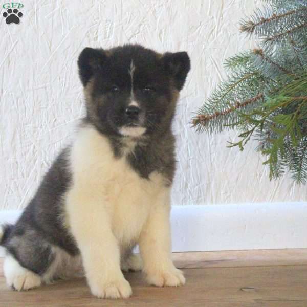 Rex, Akita Puppy