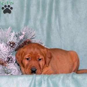 Rex, Fox Red Labrador Retriever Puppy