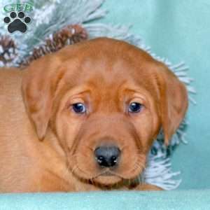 Rex, Fox Red Labrador Retriever Puppy