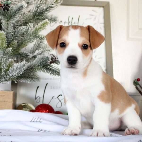 Rhett, Jack Russell Terrier Puppy