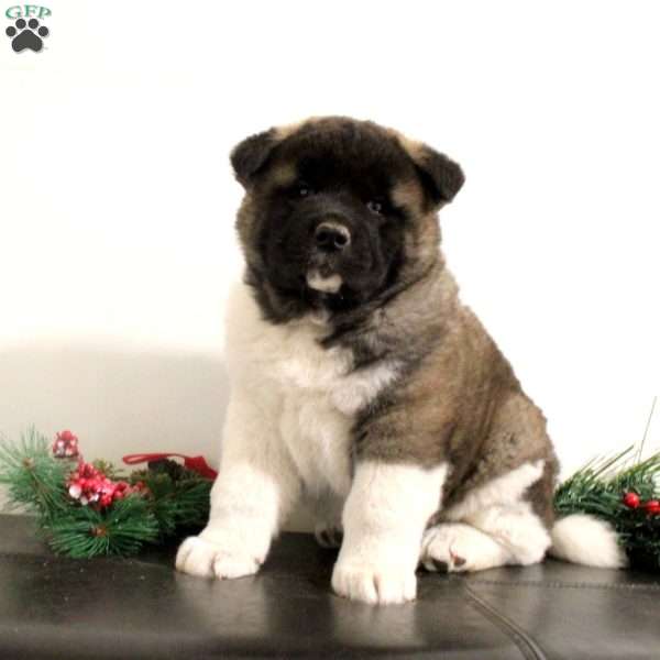 Rhett, Akita Puppy