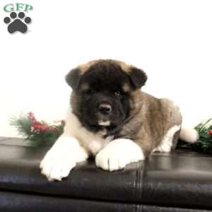 Rhett, Akita Puppy