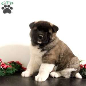 Rhett, Akita Puppy