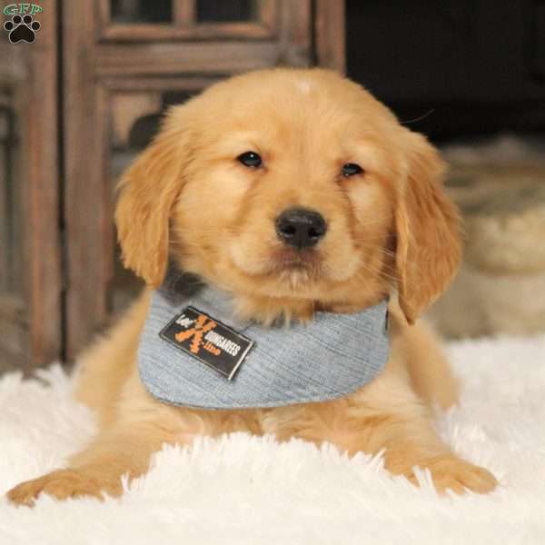 Rhett, Golden Retriever Puppy