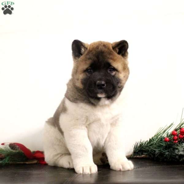 Rhona, Akita Puppy