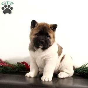 Rhona, Akita Puppy