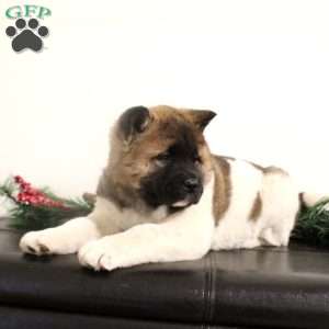 Rhona, Akita Puppy