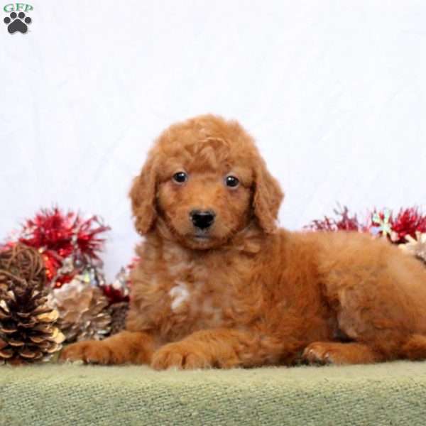 Rhonda, Mini Goldendoodle Puppy