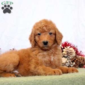 Rhonda, Mini Goldendoodle Puppy