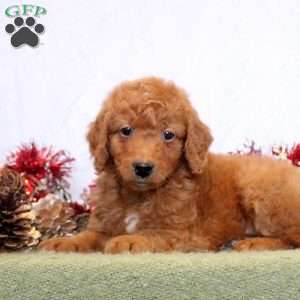 Rhonda, Mini Goldendoodle Puppy