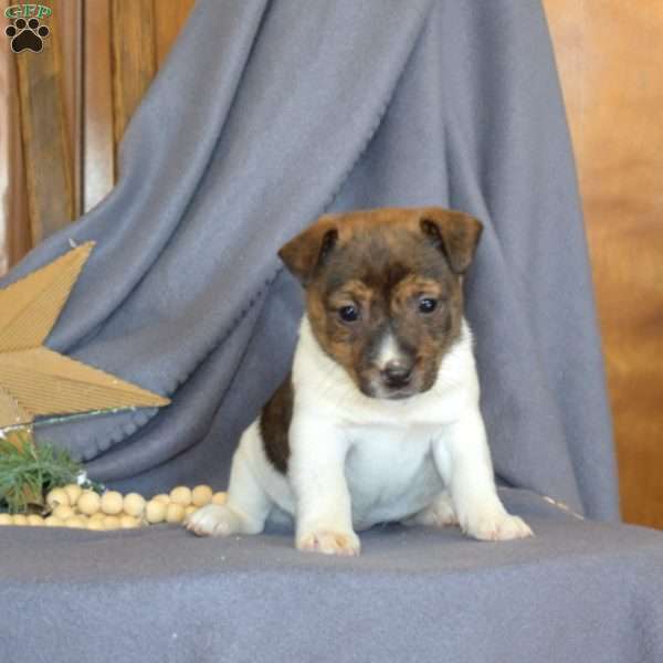 Ribbon, Jack Russell Terrier Puppy