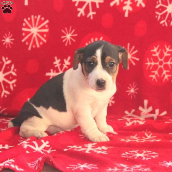 Ribbon, Jack Russell Terrier Puppy