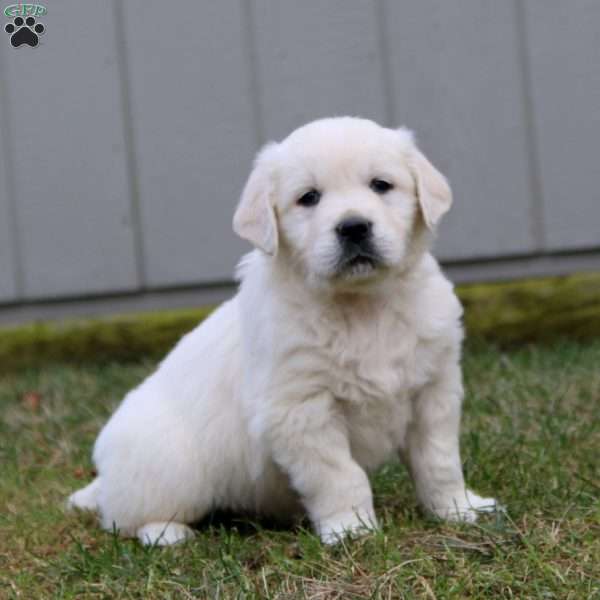 Rich, English Cream Golden Retriever Puppy