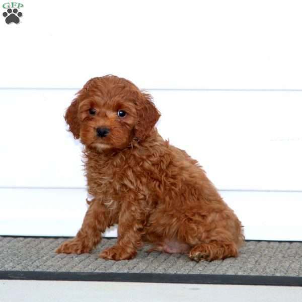 Rich, Cockapoo Puppy