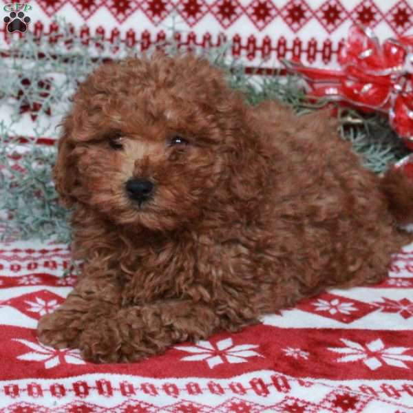 Richy, Miniature Poodle Puppy