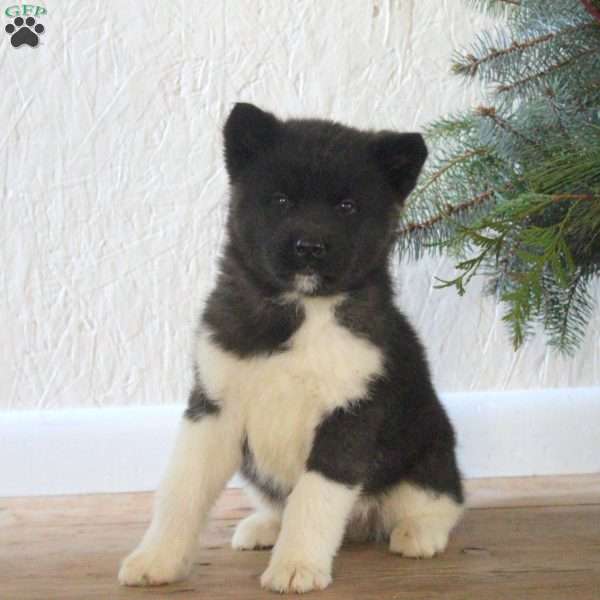 Rick, Akita Puppy