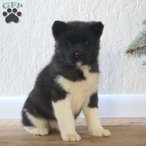 Rick, Akita Puppy