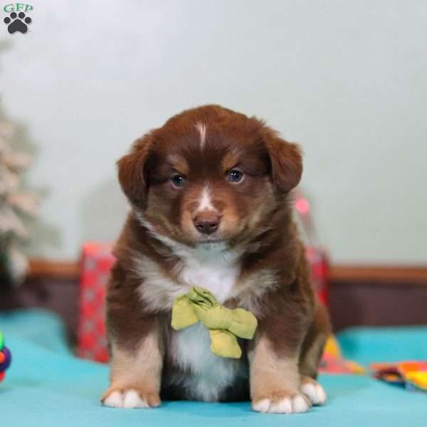 Ricky, Miniature Australian Shepherd Puppy