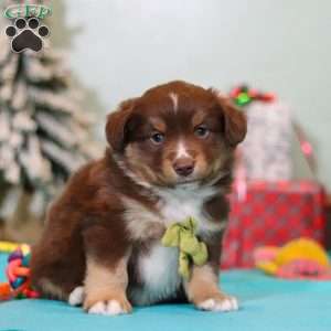 Ricky, Miniature Australian Shepherd Puppy