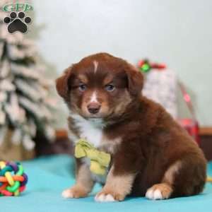 Ricky, Miniature Australian Shepherd Puppy