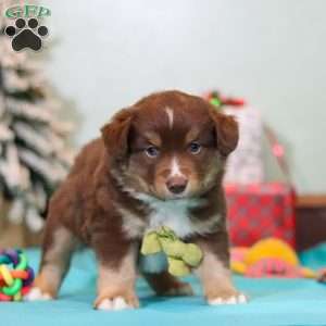 Ricky, Miniature Australian Shepherd Puppy