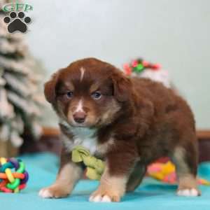 Ricky, Miniature Australian Shepherd Puppy