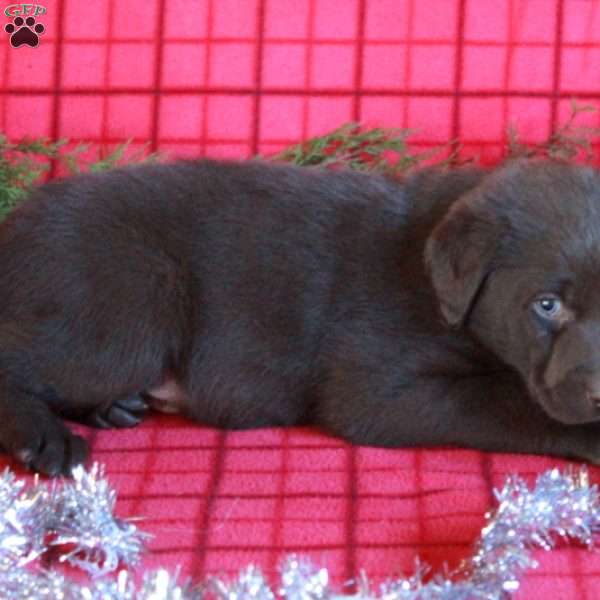 Ricky, Chocolate Labrador Retriever Puppy