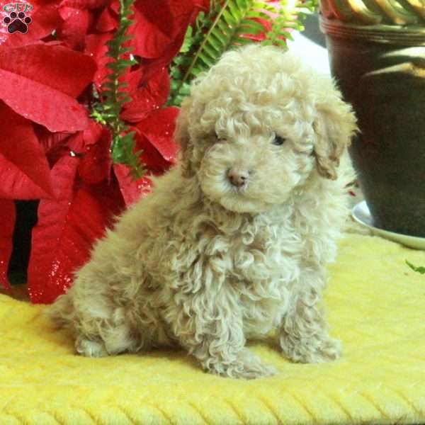 Ricky, Toy Poodle Puppy