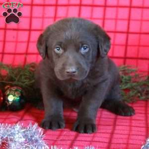 Ricky, Chocolate Labrador Retriever Puppy