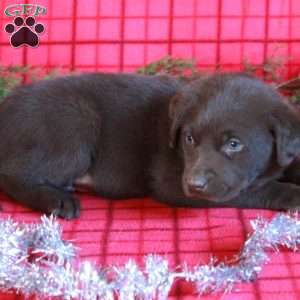 Ricky, Chocolate Labrador Retriever Puppy